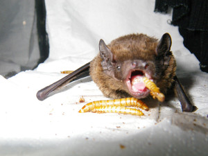 feeding bat