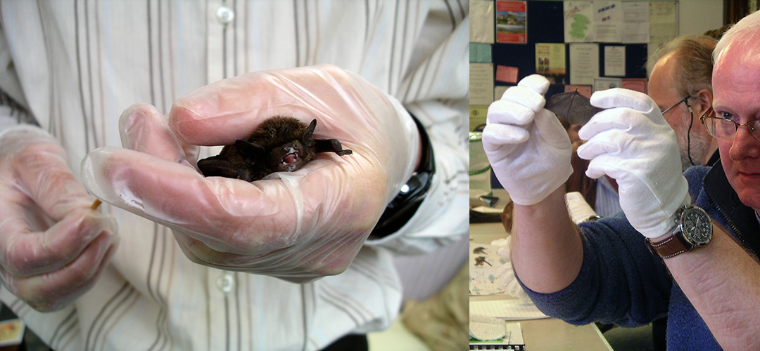 We provide rescue and care for grounded and injured bats