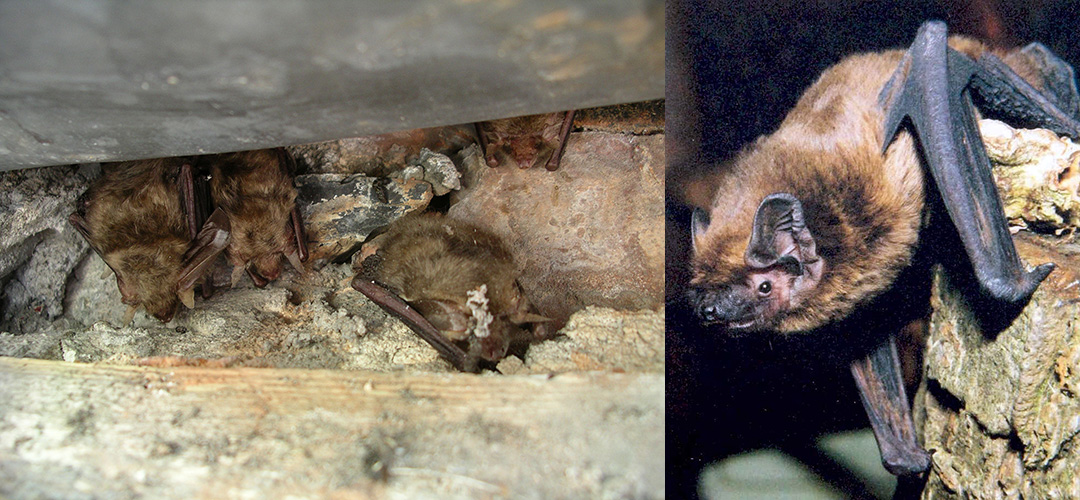 There are 7 species of bat in the Isle of Man